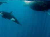 Increíble vídeo orcas jugando bajo agua