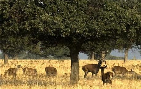 Parque Nacional de Cabañeros