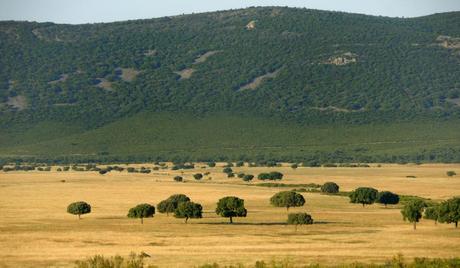 Parque Nacional de Cabañeros