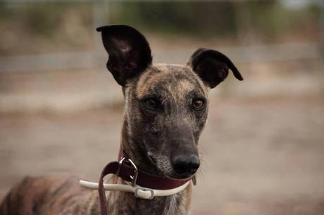 SCAR NECESITA ACOGIDA O ADOPCIÓN. (ZARAGOZA)