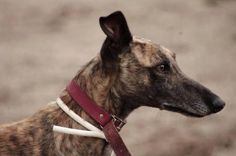 SCAR NECESITA ACOGIDA O ADOPCIÓN. (ZARAGOZA)