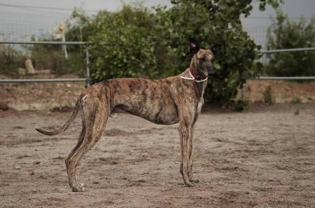 SCAR NECESITA ACOGIDA O ADOPCIÓN. (ZARAGOZA)