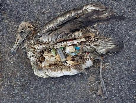 plásticos en el estómago de un albatros muerto