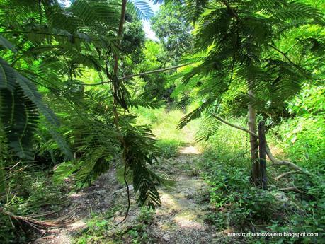 Lifou; en las Islas de la Lealtad