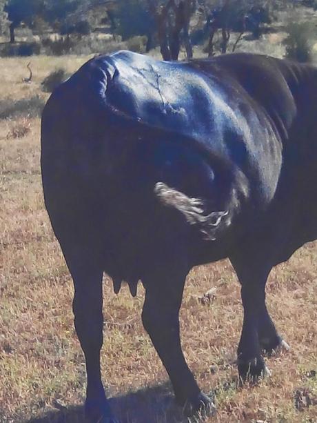 Cuenta la leyenda....