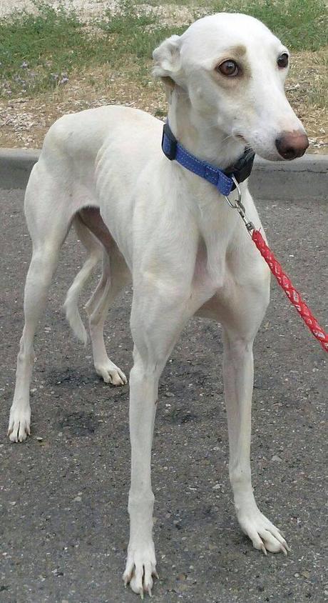 YANIS, PRECIOSA, ELEGANTE Y DELICADA....EN ADOPCIÓN!! (ZARAGOZA)