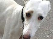 Yanis, preciosa, elegante delicada....en adopción!! (zaragoza)