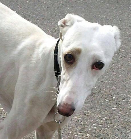 YANIS, PRECIOSA, ELEGANTE Y DELICADA....EN ADOPCIÓN!! (ZARAGOZA)