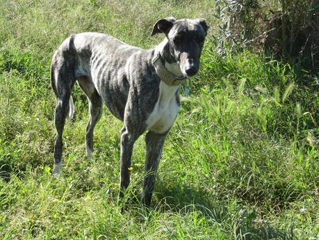 JERRY, PRECIOSO GALGO EN ADOPCIÓN. (SEVILLA)