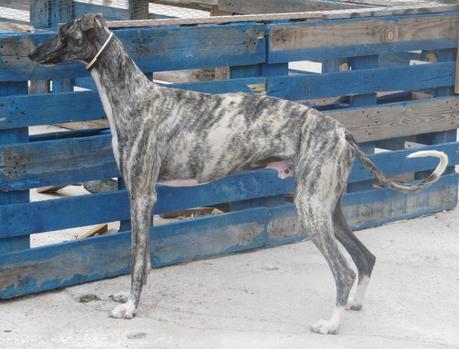 JERRY, PRECIOSO GALGO EN ADOPCIÓN. (SEVILLA)