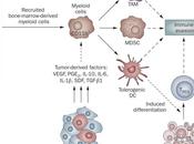 Células inmunes como escudos tumores