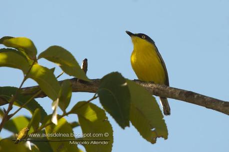Mosqueta pico pala (Common tody-tyrant) Todirostrum cinereum