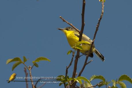 Mosqueta pico pala (Common tody-tyrant) Todirostrum cinereum