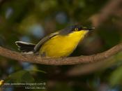 Mosqueta pico pala (Common tody-tyrant) Todirostrum cinereum