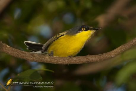 Mosqueta pico pala (Common tody-tyrant) Todirostrum cinereum