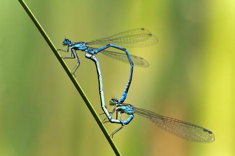 Para ampliar Coenagrion puella (Linnaeus, 1758) hacer clic
