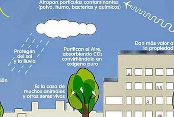 Beneficios de los árboles en la ciudad #Infografía #Ambiental #Beneficios -  Paperblog