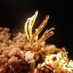 Mar Rojo Junio 2014 (Día 1) MAR ROJO 2014 (382)