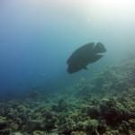 Mar Rojo Junio 2014 (Día 1) MAR ROJO 2014 (35)