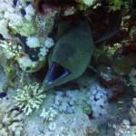 Mar Rojo Junio 2014 (Día 1) MAR ROJO 2014 (36)