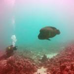 Mar Rojo Junio 2014 (Día 1) MAR ROJO 2014 (29)