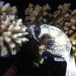 Mar Rojo Junio 2014 (Día 1) MAR ROJO 2014 (386)