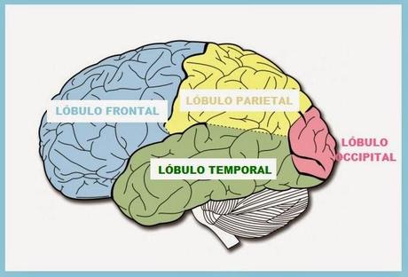 lobulos cerebrales