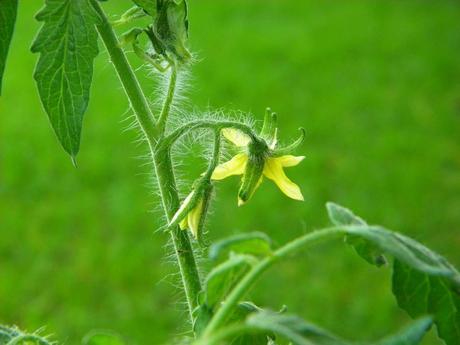 Flor-del-tomate