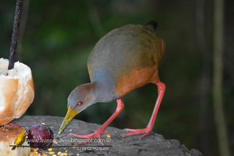 Chiricote (Gray-necked Wood-Rail) Aramides cajanea