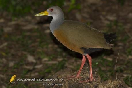 Chiricote (Gray-necked Wood-Rail) Aramides cajanea