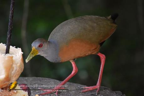 Chiricote (Gray-necked Wood-Rail) Aramides cajanea