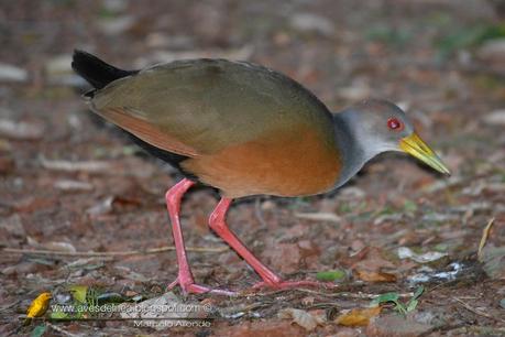 Chiricote (Gray-necked Wood-Rail) Aramides cajanea