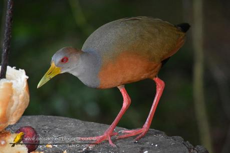 Chiricote (Gray-necked Wood-Rail) Aramides cajanea