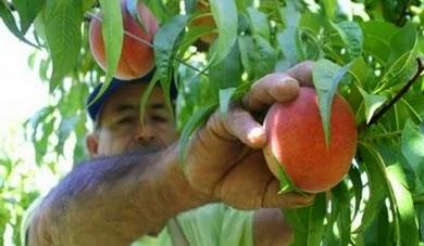 A través de “Marcas Colectivas”: GORE LIMA IMPULSA EL CRECIMIENTO DE LOS PEQUEÑOS AGRICULTORES…