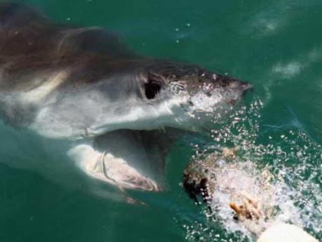 tiburón blanco roba bolsa de cebo