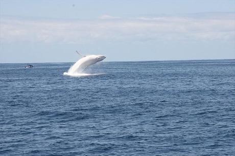 Migaloo, la ballena albina