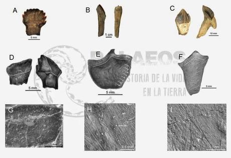 Dinoticias de la semana