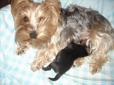 DIY Bote para galletas de mascota