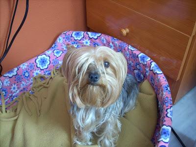 DIY Bote para galletas de mascota