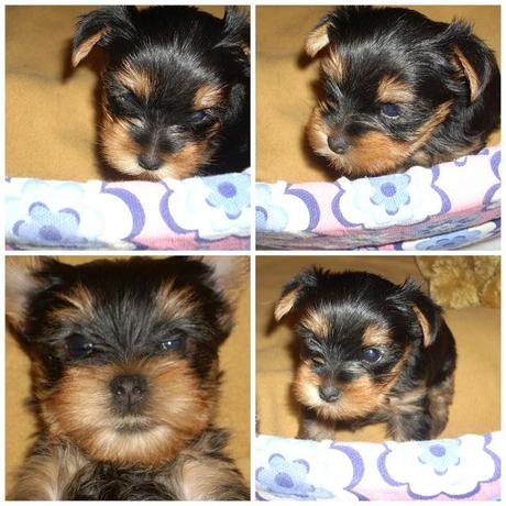 DIY Bote para galletas de mascota