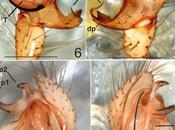 Nuevo araneido descubierto cuevas Turquía