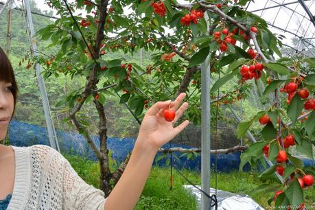 Preparando el viaje a Corea, y comiendo sakuranbo