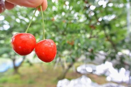 Preparando el viaje a Corea, y comiendo sakuranbo