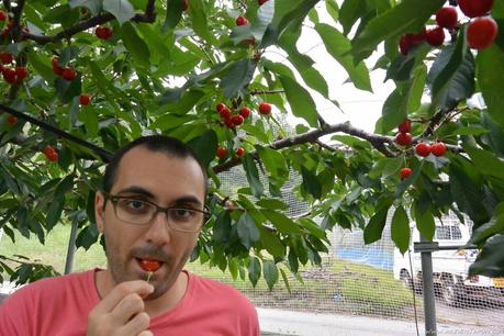 Preparando el viaje a Corea, y comiendo sakuranbo