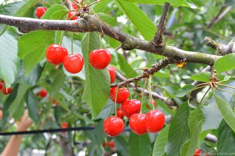Preparando el viaje a Corea, y comiendo sakuranbo
