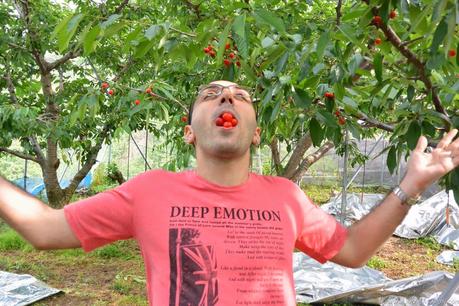 Preparando el viaje a Corea, y comiendo sakuranbo