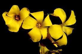 BLACK AND YELOW BLACK AND YELOW