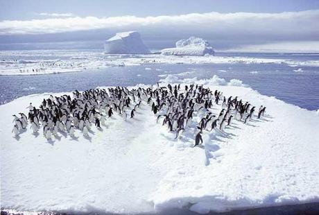 pingüinos adelia en un témpano de hielo
