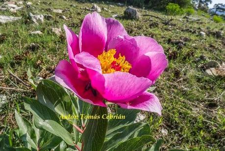 Paeonia broteroi Boiss. & Reut., 1842 Paeonia broteroi Boiss. & Reut., 1842