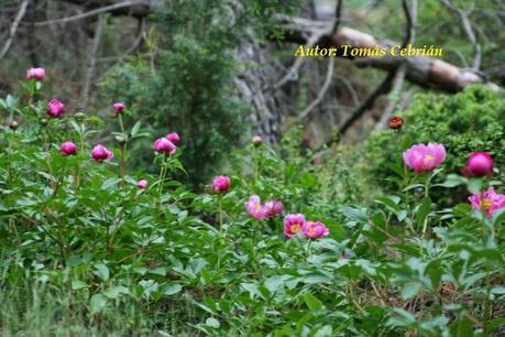 Paeonia broteroi Boiss. & Reut., 1842 Paeonia broteroi Boiss. & Reut., 1842